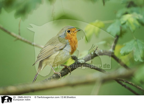 European robin / DMS-09374