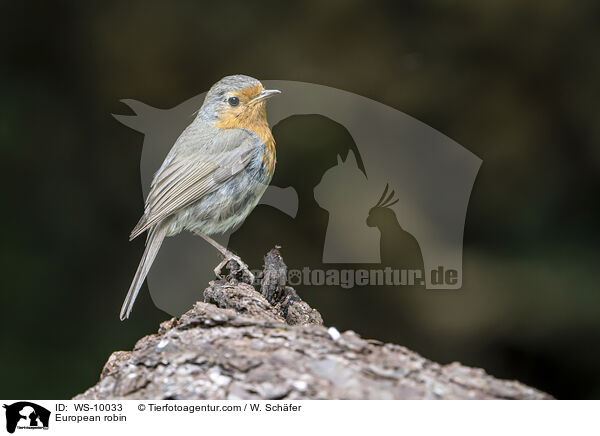 European robin / WS-10033
