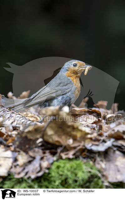 Rotkehlchen / European robin / WS-10037