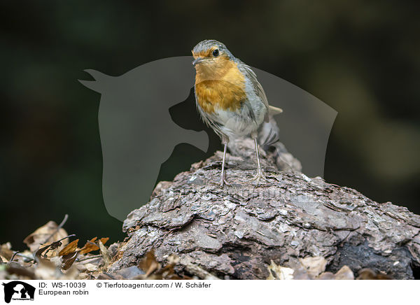 Rotkehlchen / European robin / WS-10039