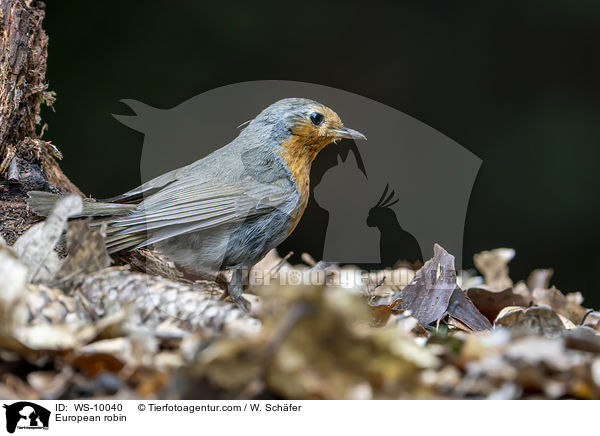 Rotkehlchen / European robin / WS-10040