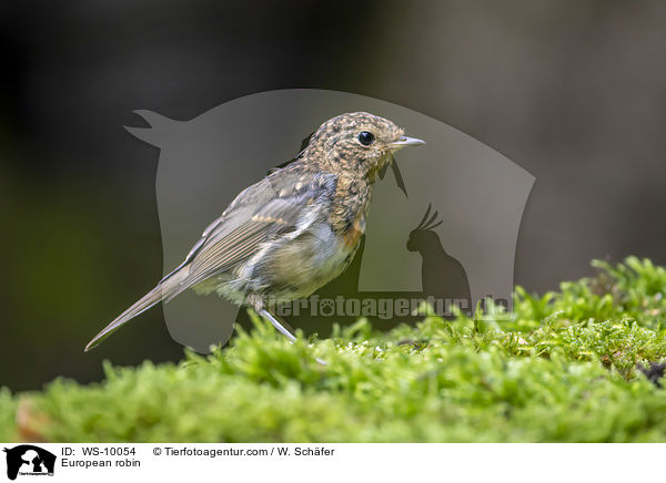 Rotkehlchen / European robin / WS-10054