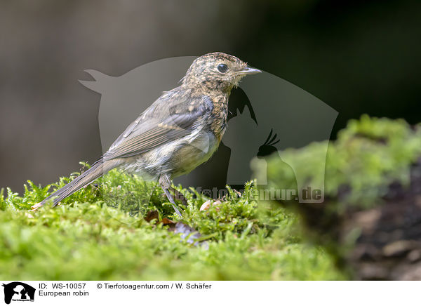 Rotkehlchen / European robin / WS-10057