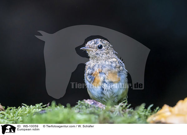 Rotkehlchen / European robin / WS-10059