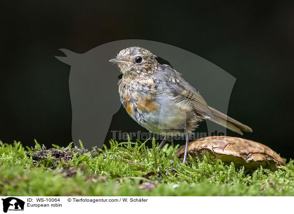 Rotkehlchen / European robin / WS-10064