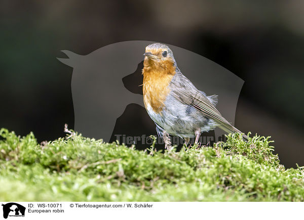 Rotkehlchen / European robin / WS-10071