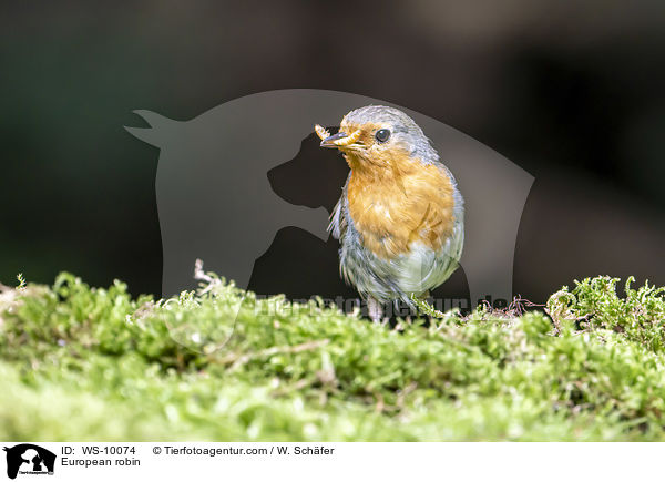 Rotkehlchen / European robin / WS-10074