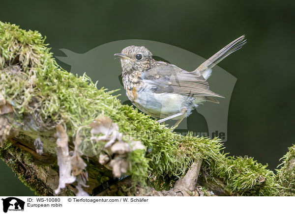 Rotkehlchen / European robin / WS-10080