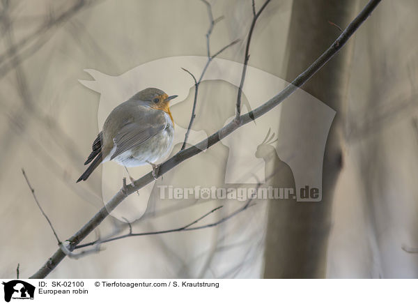 European robin / SK-02100