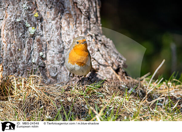 Rotkehlchen / European robin / MBS-24548