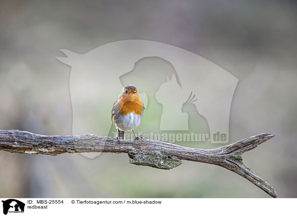 Rotkehlchen / redbeast / MBS-25554