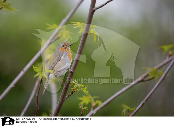 Rotkehlchen / European robin / SK-02336
