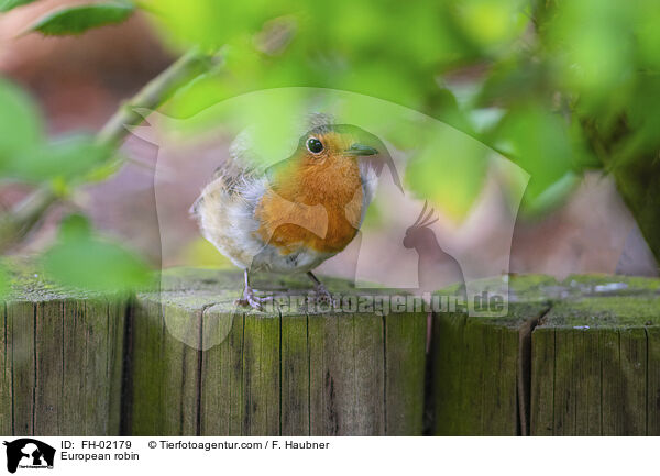 Rotkehlchen / European robin / FH-02179