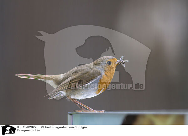 Rotkehlchen / European robin / SI-02029