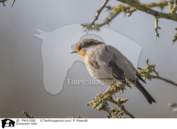 Rotkehlchen / European robin / PK-01590