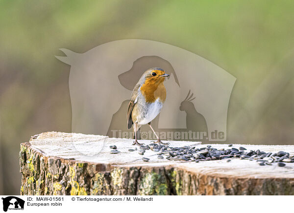 Rotkehlchen / European robin / MAW-01561