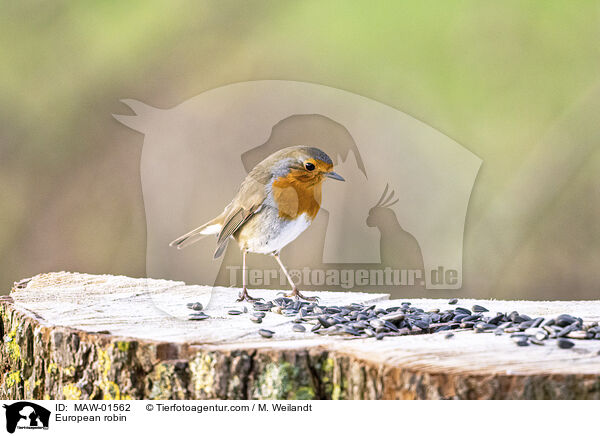 European robin / MAW-01562
