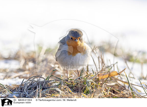European robin / MAW-01564