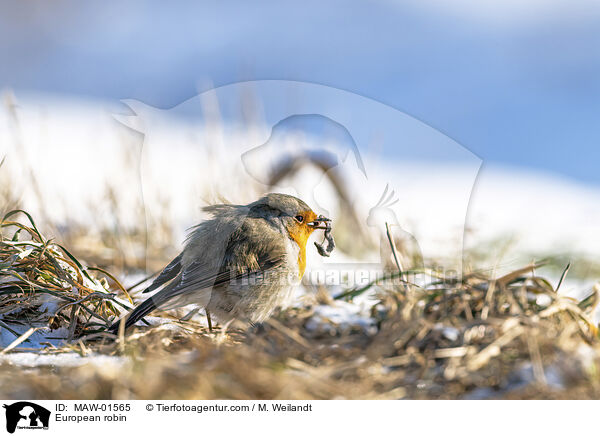 Rotkehlchen / European robin / MAW-01565