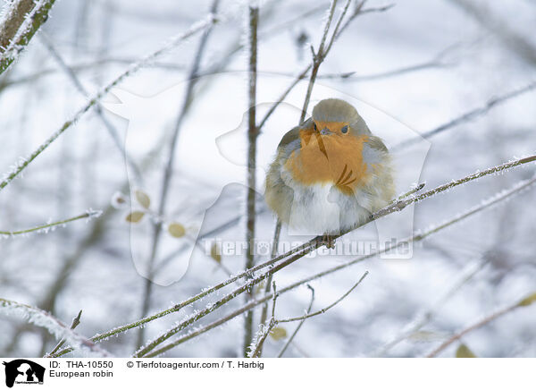 Rotkehlchen / European robin / THA-10550