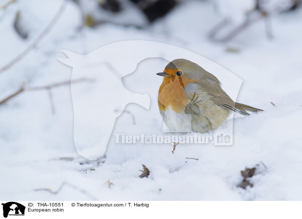 Rotkehlchen / European robin / THA-10551