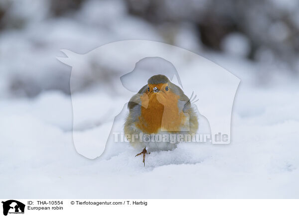 European robin / THA-10554