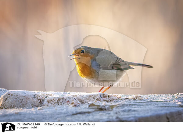 Rotkehlchen / european robin / MAW-02146