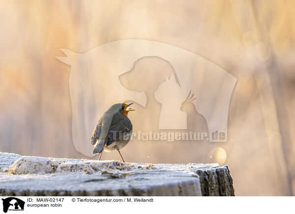 Rotkehlchen / european robin / MAW-02147