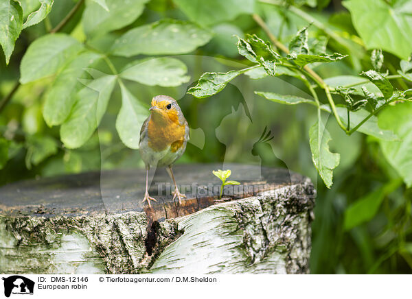 European robin / DMS-12146