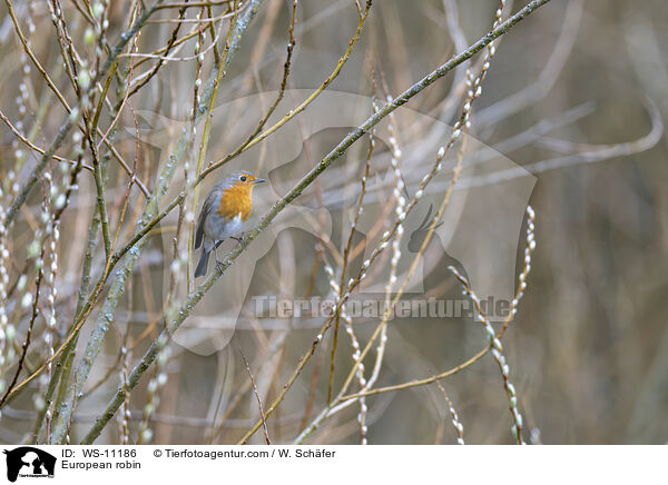 Rotkehlchen / European robin / WS-11186