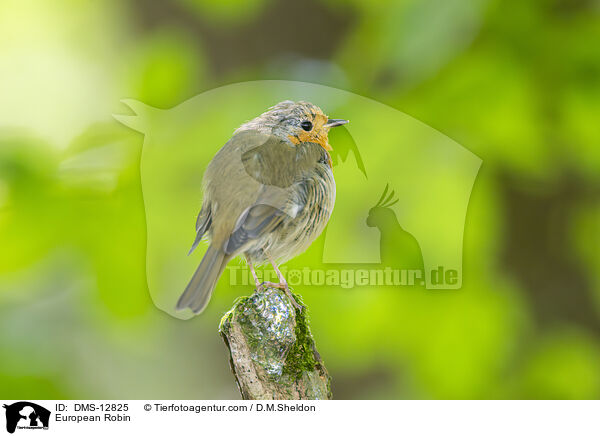 European Robin / DMS-12825