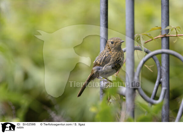 Rotkehlchen / robin / SI-02586