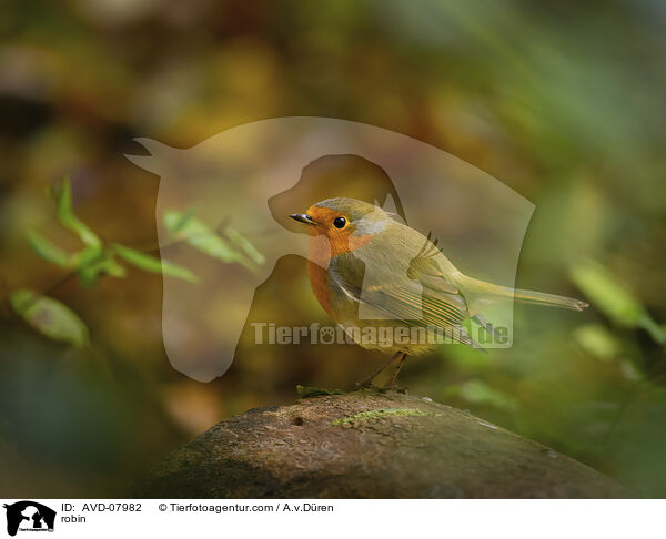 Rotkehlchen / robin / AVD-07982