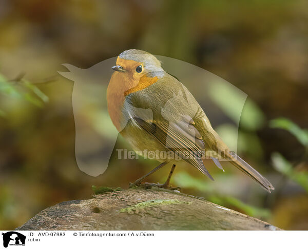 Rotkehlchen / robin / AVD-07983