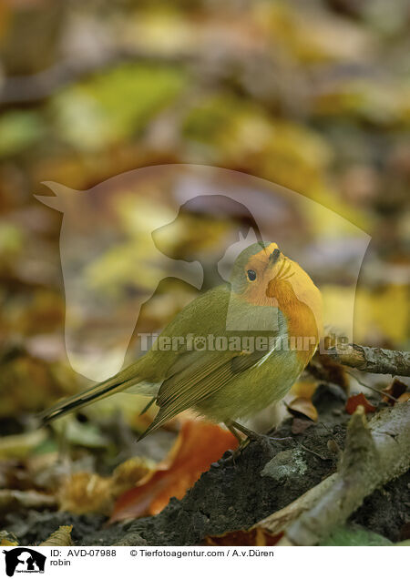 Rotkehlchen / robin / AVD-07988