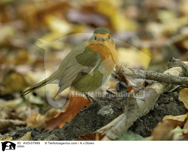 Rotkehlchen / robin / AVD-07989