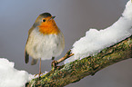 robin