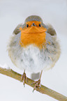 robin