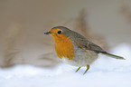 European robin