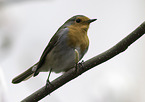 European robin