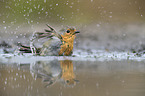 European robin