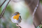 European robin