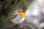 European robin