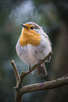 European robin