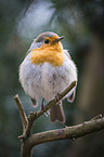 European robin