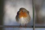 sitting European Robin