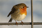 sitting European Robin