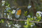 sitting European Robin