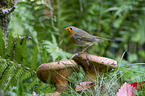 sitting European Robin