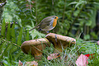 sitting European Robin